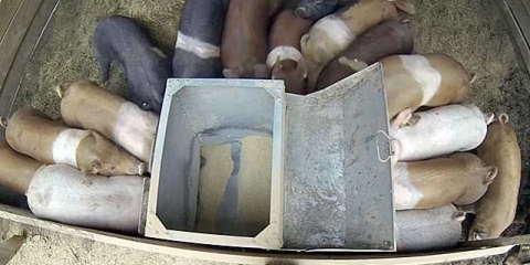 Korito za svinje i prasad