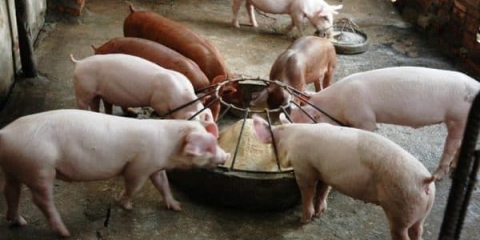 Korito za svinje uradi sam, hranilice za prasad