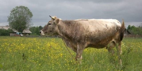 Kostromska pasmina krava: karakteristike sadržaja