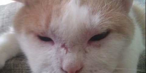 Mačku je ugrizla pčela u nos + fotografija