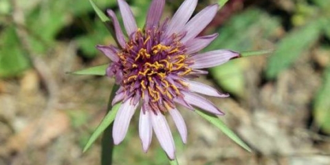 Kozja brada pora-lista: fotografija i opis