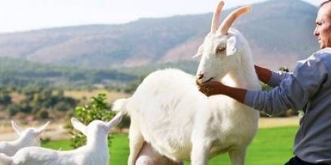 Saanenske koze: održavanje i njega