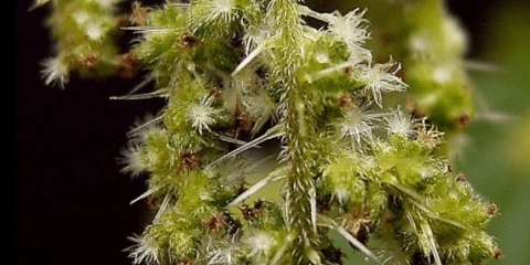 Kopriva: fotografija i opis, karakteristike