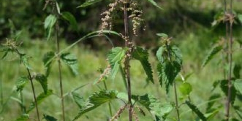Kopriva: fotografija i opis biljke, vrste, zanimljive činjenice