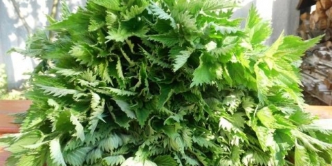 Kopriva kao đubrivo za krastavce