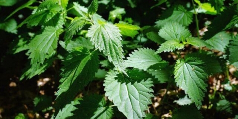 Kopriva: ljekovita svojstva i kontraindikacije za žene, recepti za dekocije, infuzije, recenzije