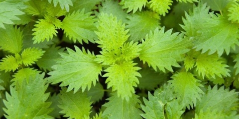 Kopriva: fotografija i opis, stanište