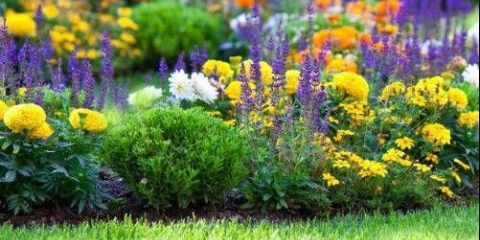 Prekrasne trajnice koje cvjetaju cijelo ljeto