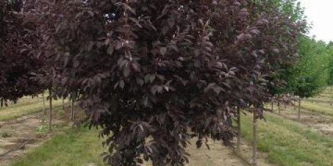 Crvena ptičja trešnja: fotografija i opis