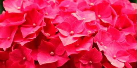 Crvena hortenzija: fotografija, sorte s imenima, sadnja i njega