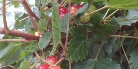 Crvena i crna ribizla u vlastitom soku