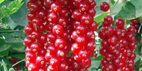 Jonker van tets od crvene ribizle