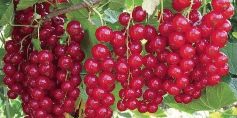 Hrskava crvena ribizla: opis, sadnja i njega