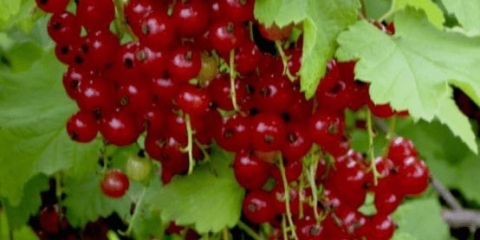 Crvena ribizla blistava: opis, sadnja i njega