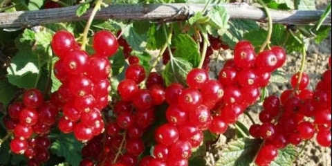 Marmelada od crvene ribizle