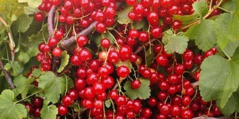 Crvena ribizla natalie