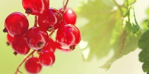 Crvena ribizla: korisna svojstva i kontraindikacije