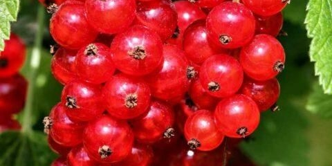 Rozeta crvene ribizle (rosita): opis, sadnja i njega