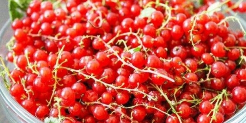 Šećer od crvene ribizle