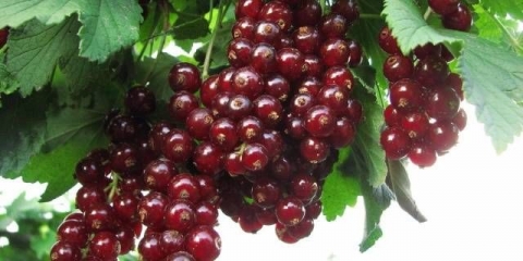 Viksne crvene ribizle