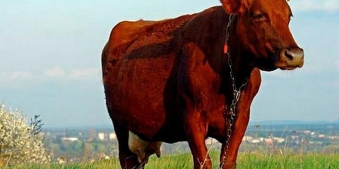 Crvena stepska rasa krava