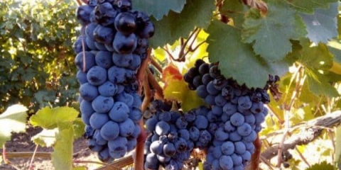 Krasnostop - sorta vina i grožđa, opis