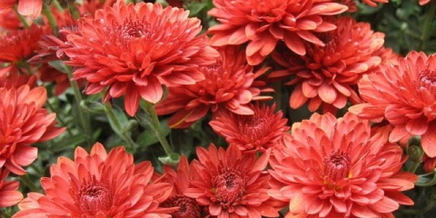 Crvene krizanteme: fotografija, opis i sorte