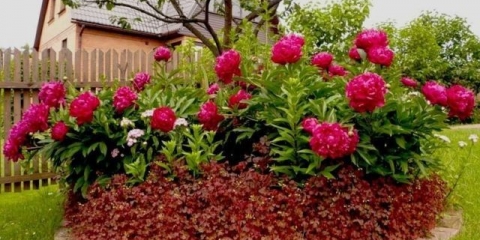 Crveni božuri: fotografije, najbolje sorte s imenima i opisima