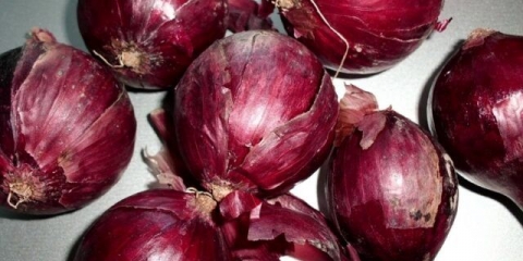 Crveni (ljubičasti) luk: sorte i opisi, fotografije, imena za moskovsku regiju