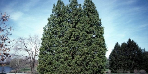 Crveni kanadski kedar