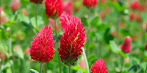 Crvena djetelina: opis, svojstva i primjena