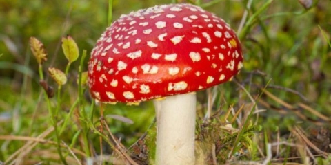 Crvena mušica: fotografija i opis, kada i gdje raste, upotreba u tradicionalnoj medicini