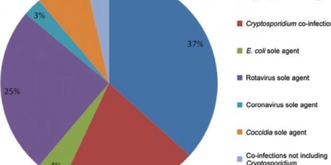 Kriptosporidioza kod mladih goveda: simptomi, kako liječiti