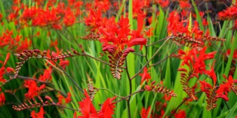 Crocosmia (montbrecia) višegodišnja: sadnja i njega, fotografija cvijeća