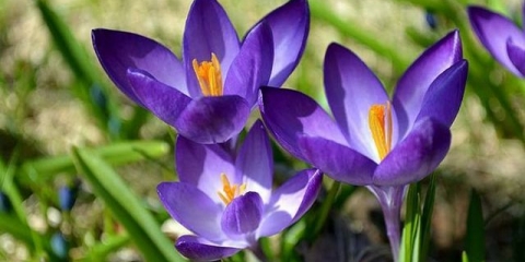 Krokusi: sadnja i njega na otvorenom polju
