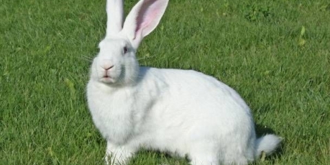 Bijeli div zec: opis pasmine, karakteristike + fotografija