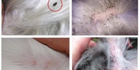 Šta učiniti ako zec ima buhe