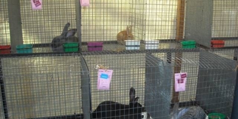 Zečji sivi div: opis pasmine, fotografije, recenzije