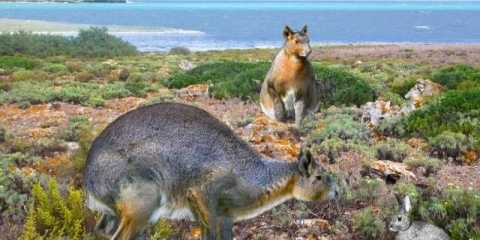 Flandrski zečevi: uzgoj i držanje kod kuće