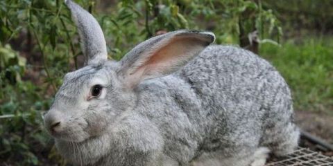 Kunići - uzgoj i držanje kod kuće u kavezu