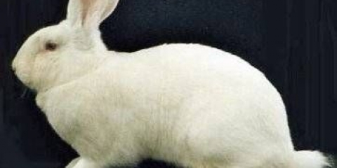 Kunići rizen: karakteristike, opis + fotografija