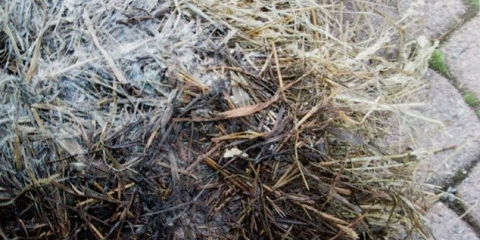 Krvavi proljev kod teladi: uzroci i liječenje