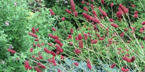 Burnet: fotografija i opis biljke, vrste i sorte s imenima