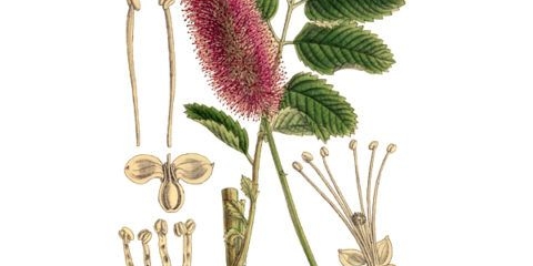 Burnet officinalis: primjena u ginekologiji, recenzije