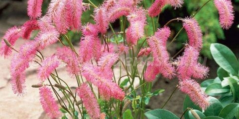 Tupo gori (tupo): sadnja i njega, fotografija