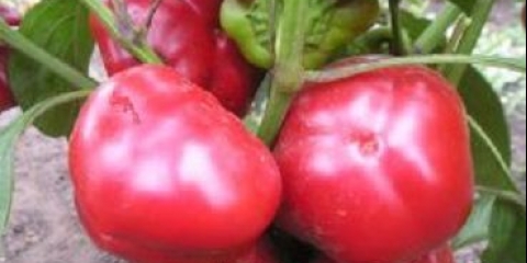 Okrugle sorte slatke paprike