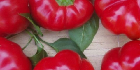 Okrugle paprike debelih stijenki