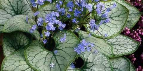 Velikolisni brunner jack frost (jack frost): fotografija, opis, sadnja i njega