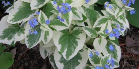 Velikolisni brunner variegata (variegata): fotografija, opis, sadnja i njega