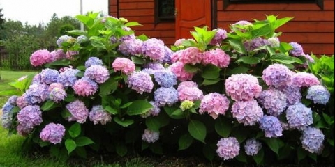 Krupnolisna hortenzija: obrezivanje za zimu, proljeće i jesen